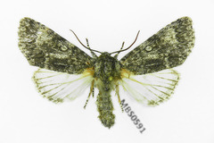 Acronicta megacephala