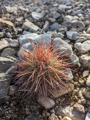 Echinomastus johnsonii