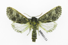 Acronicta megacephala