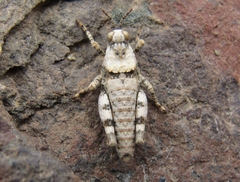 Uretacris