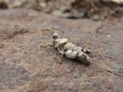 Uretacris