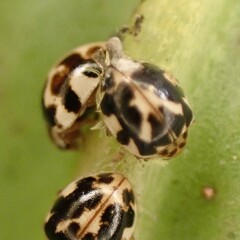Hesperomyces virescens