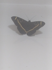 Cyligramma latona