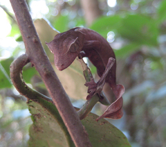 Satanic Leaf-Tailed Gecko photo 5