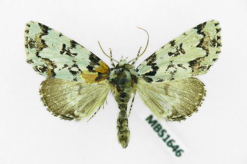 Scarce Merveille du Jour