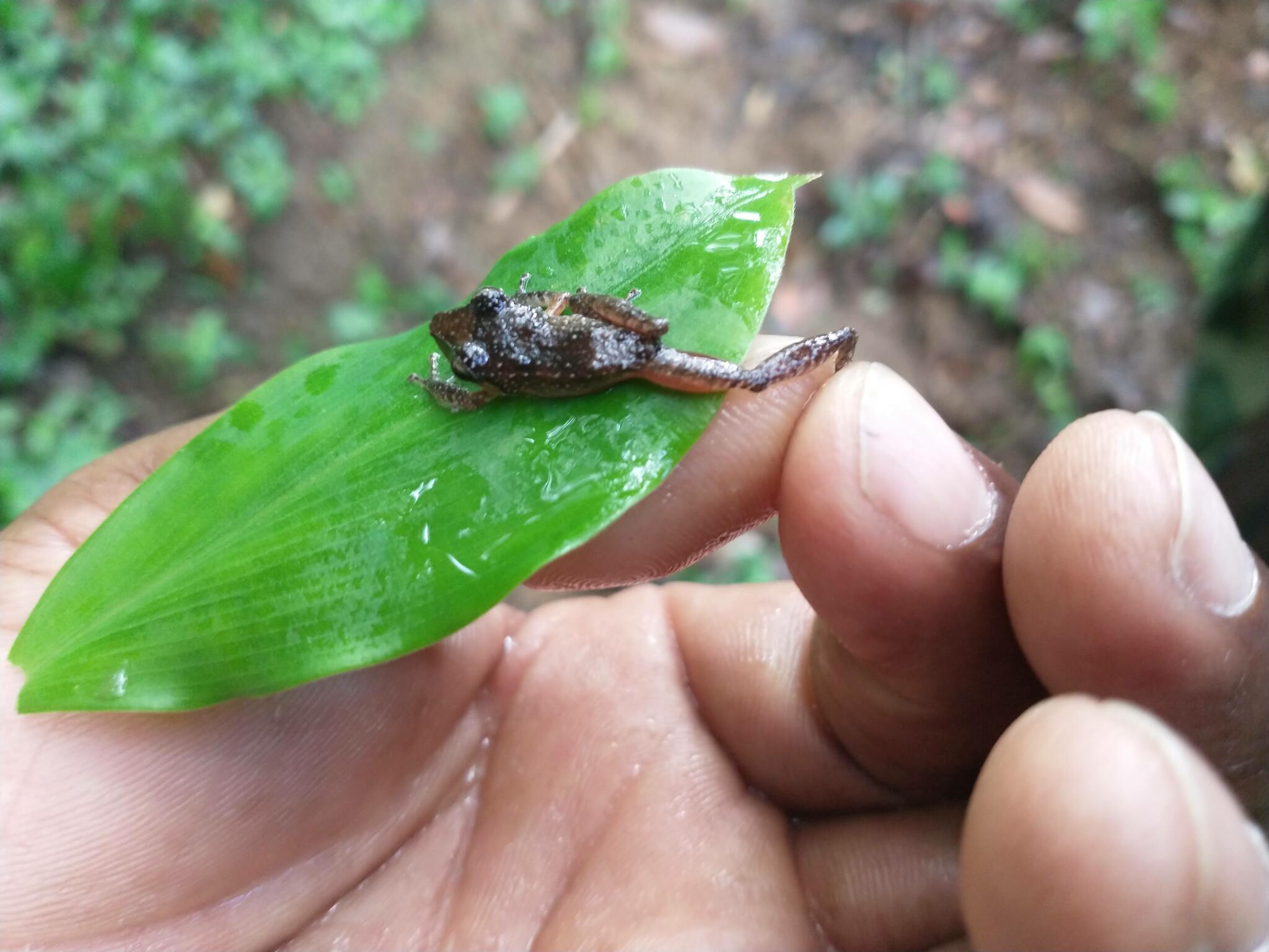 Saint Vincent Frog photo 2