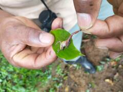 Pristimantis shrevei