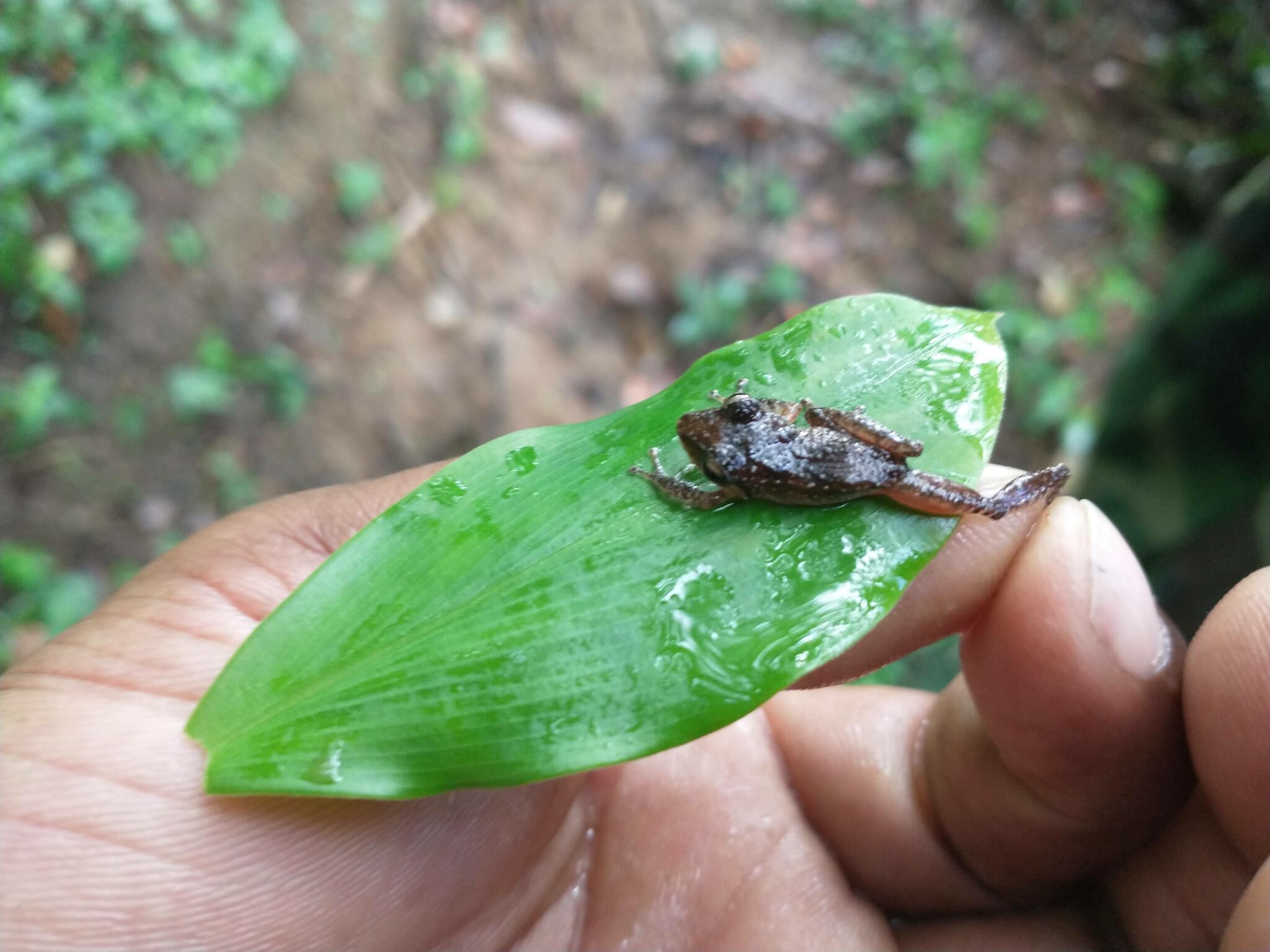 Saint Vincent Frog photo 3