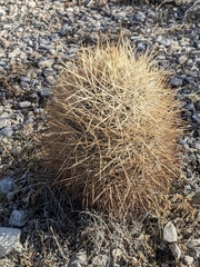 Echinomastus johnsonii