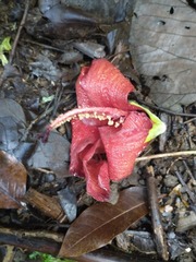 Hibiscus elatus