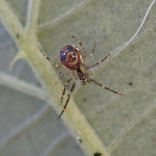 Common six-spotted cobweaver photo 2