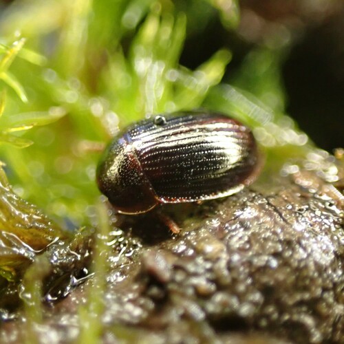 Ipelates latus