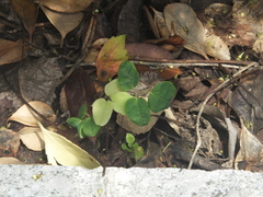 Akebia trifoliata