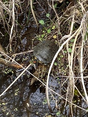 Trachemys scripta elegans