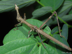 Stiphra robusta