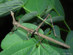 Stiphra robusta