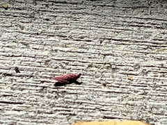 Pyrausta inornatalis