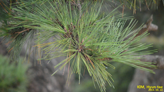 Pinus thunbergii