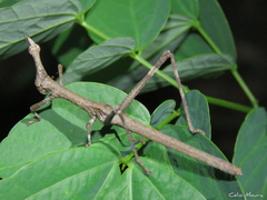 Stiphra robusta