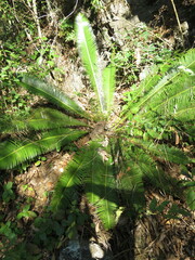 Dioon edule