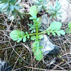 Centranthus calcitrapae