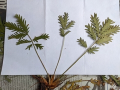 Potentilla litoralis