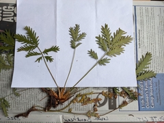 Potentilla litoralis