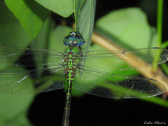 Coryphaeschna