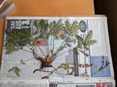 Potentilla litoralis