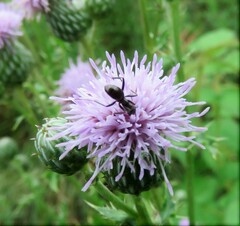 Formica fusca