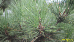 Pinus thunbergii