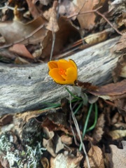 Crocus angustifolius