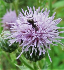 Formica fusca