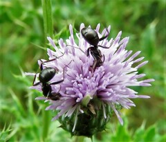 Formica fusca
