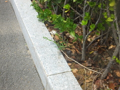 Gypsophila oldhamiana