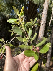 Rhodomyrtus tomentosa