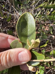 Rhodomyrtus tomentosa