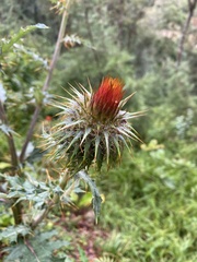 Cirsium subcoriaceum