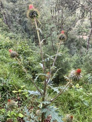 Cirsium subcoriaceum