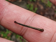 Haemadipsa zeylanica