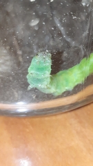 Phlogophora