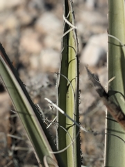 Yucca baccata