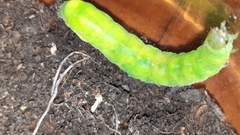 Phlogophora