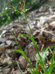 Luzula forsteri