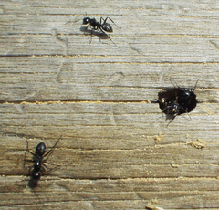 Camponotus laevissimus