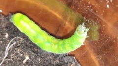 Phlogophora