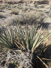 Yucca baccata