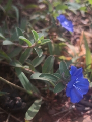 Evolvulus glomeratus