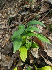 Ruscus hypoglossum