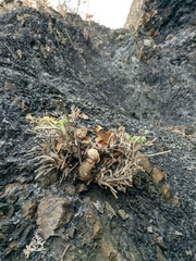 Seseli gummiferum